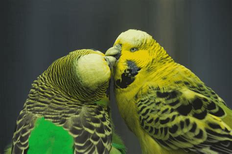 Why Do Parakeets Kiss Each Other Parrot Website