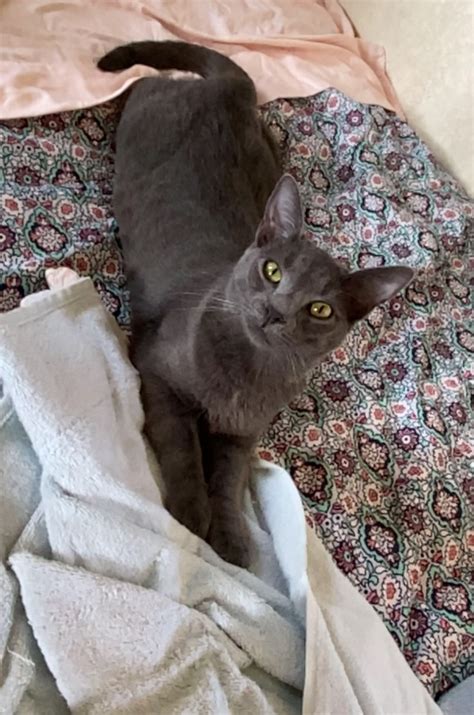 If you're interested in fostering a cat during this time of social distancing, a company called smalls will pay for you to do so. Lost Cat (Los Angeles, California) - Pete The Cat