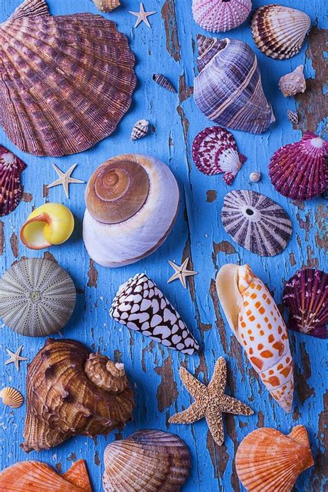 Various Seashells And Starfish On A Blue Wooden Surface