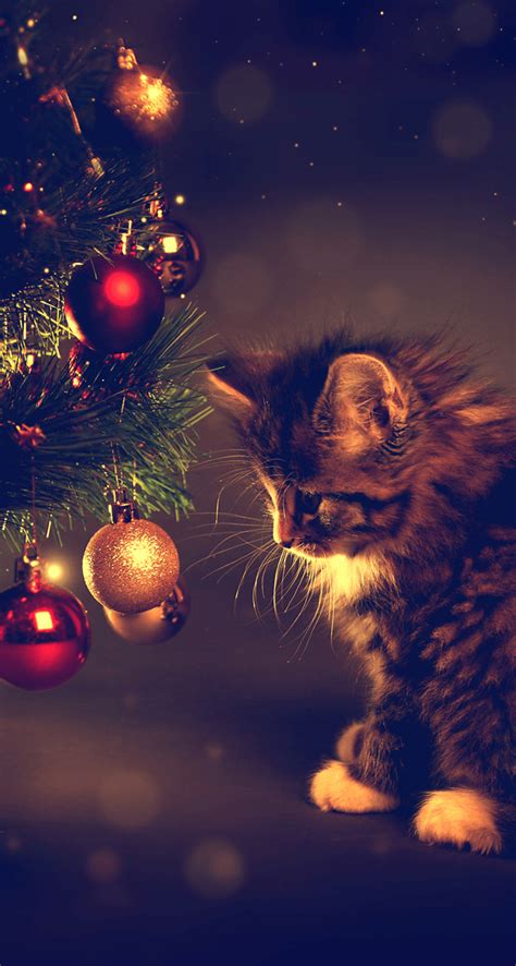Christmas Cat Wallpapers Top Free Christmas Cat Backgrounds