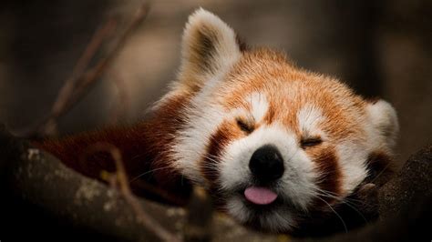 Free Download Red Panda Wallpapers 1920x1080 For Your Desktop