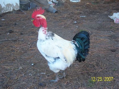 Naked Neck Turken Backyard Chickens Learn How To Raise Chickens