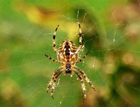 Some, like the jumping spider , are even downright fascinating. Our Friends The Garden Spiders | GARDENS NURSERY