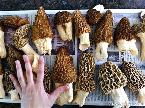 Guide To Hunting Morel Mushrooms Wild Edible Foraging