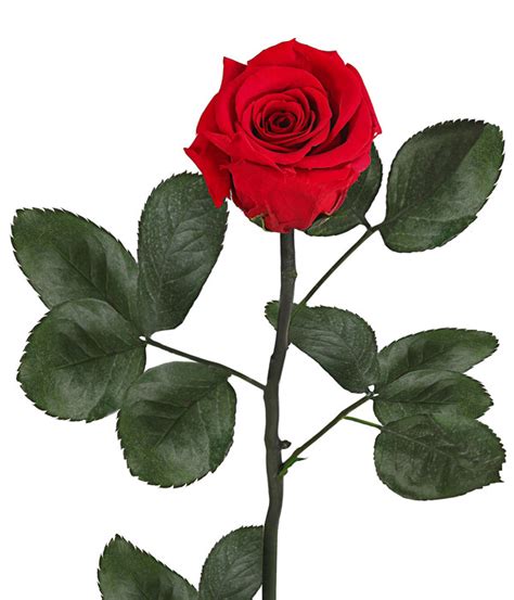 Supplying quality bare root rose plants for over 30 years. Long-Life-Rose mit Stiel, rot | Dehner