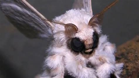 See more ideas about poodle moth, venezuelan poodle moth, moth. A large furry moth found in Venezuela may prove the ...