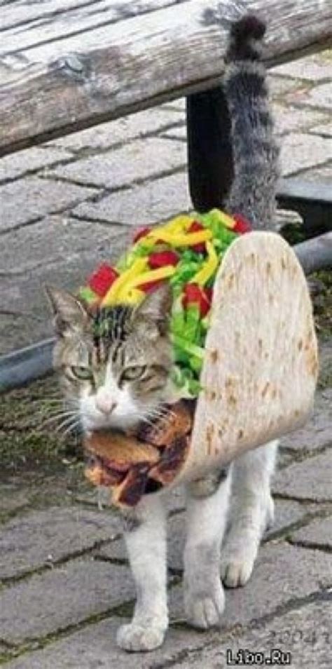 These halloween costumes for cats are just as cute as your pet! These 21 Halloween Costumes For Cats Will Make You Smile ...