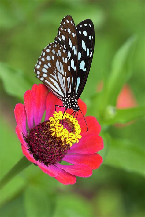 Paper Kite Butterfly On A Wild Flower Photograph By Enviromantic Fine