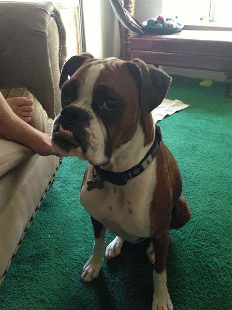 Snaggle Tooth Boxer Love Boxer Dogs Cute Animals