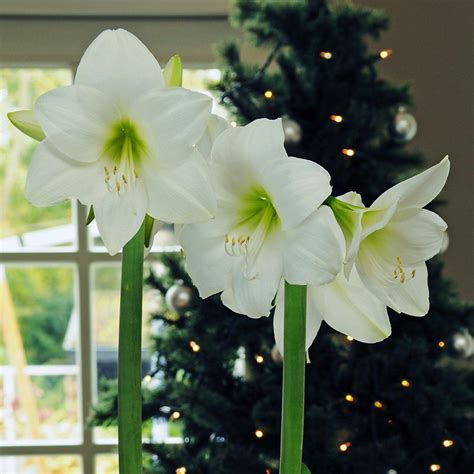 Amaryllis White Christmas Big White Amaryllis Blooms Easy To Grow