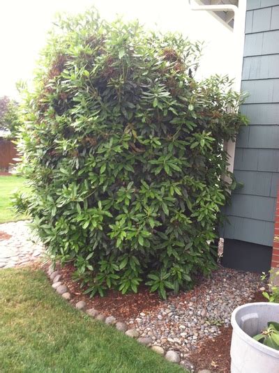 Shrubs And Trees Pruning