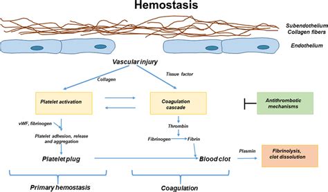 Overview Of Hemostasis Primary Hemostasis Involves The Formation Of