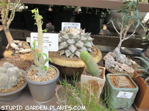 How to create a succulent wreath. California cactus center | Stupid Garden Plants