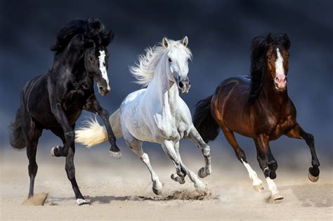 Three Horses Run Trendikäs Valokuvatapetti Photowall