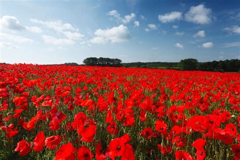 How To Grow Poppies Better Homes And Gardens