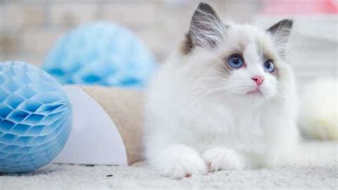 Most Affectionate Cat Breeds 14 Friendliest Cat Breeds Pet Care Stores