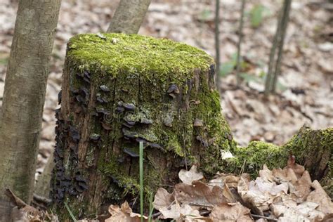 Old Wet Tree Stump In The Forest Covered With Green Moss With Blurred