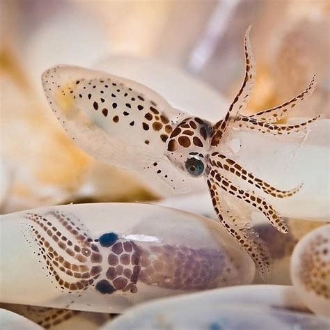 Baby Squids Hatching Look Like Tiny Leviathans About To Head Out Into