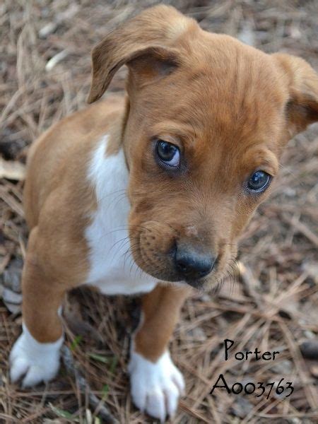 UPDATE: TRANSPORTED TO FOOTHILLS ANIMAL SHELTER IN GOLDEN ...