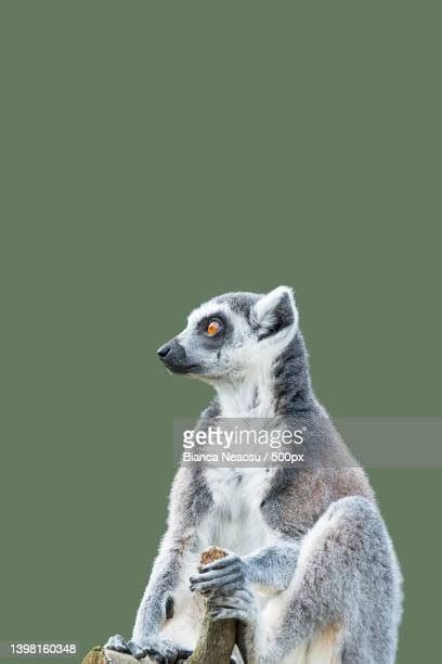 Happy Lemur Photos And Premium High Res Pictures Getty Images