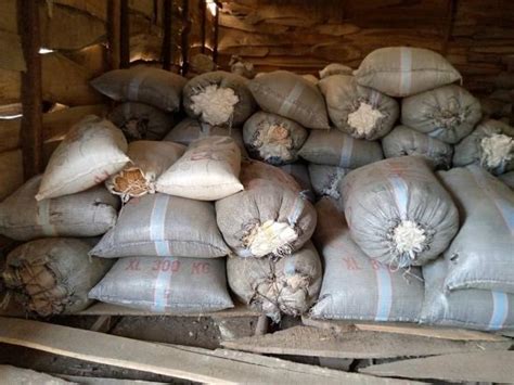 The nigeria drug law enforcement agency (ndlea) has embarked on a raid ndlea commander in abia, mr bamidele akingbade, disclosed this to reporters on thursday at the agency's office in. VIDEO/ PHOTOS: NDLEA uncovers cannabis Edo village, seizes ...