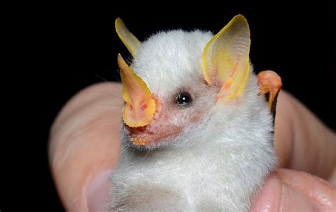 19 Of The Cutest Bat Species Bat Species Cute Bat Animals