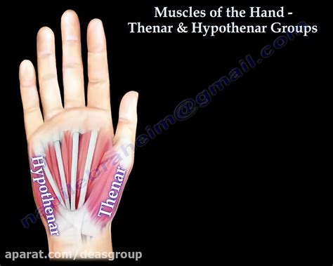 Muscles Of The Hand Thenar Hypothenar Groups Everything You Need To Know