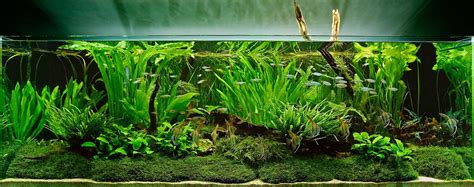 Jenisnya apa saja saya kurang tahu, tapi kalau dikira2 sih jenisnya c. An Aquascape with Tall Aquatic Plants and Moss | Live ...