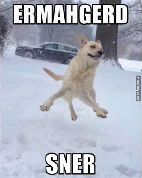 361 Best Dog Memes Images On Pinterest Dog Memes Funny