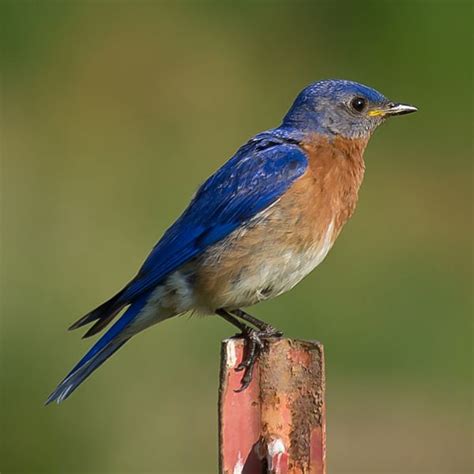 How To Attract Eastern Bluebirds To Your Gardens Hubpages