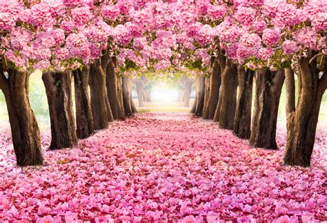 Tree with pink flowers in spring. Exploring Nature and Trees with Pink Flowers | FloraQueen