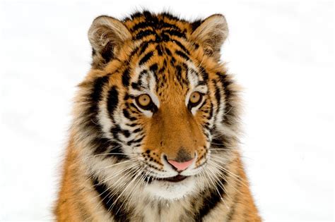 Wild Animal Tiger Image | HD Wallpapers