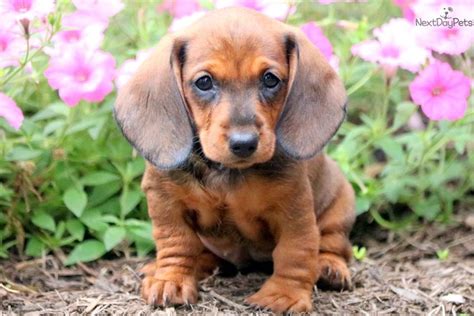 27 Miniature Dachshund Puppies For Sale Pa Photo Bleumoonproductions