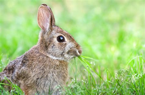 Unfortunately, they cant eat them at all. Eastern Cottontail Rabbit Adaptations