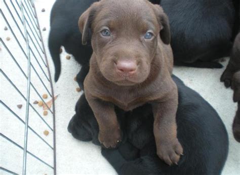 We do not ship our puppies! AKC Chocolate Lab puppies for Sale in Cleveland, Texas Classified | AmericanListed.com