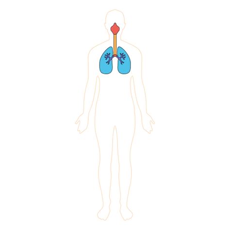 Pulmones Humanos Respiracion Oxigeno Cuerpo Descargar Pngsvg