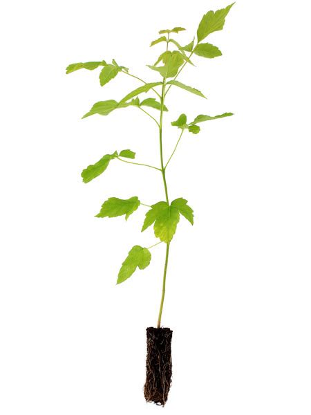 Find out information about manitoba maple. Manitoba Maple for Sale - TreeTime.ca