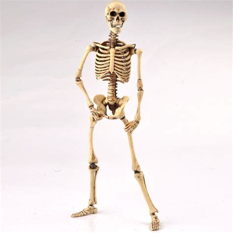 Details About 16 Scale Coomodel Toys Coo Skeleton Body 20 Movable