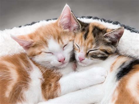 25 Cute Cats Cuddling Photos That Will Make You Go Aww