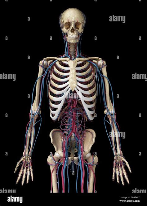 Upper Body Front View Of Human Skeleton With Veins And Arteries Black