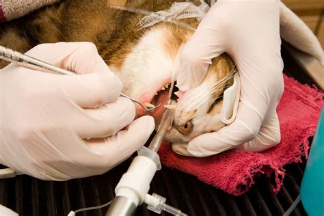How To Increase Compliance With Veterinary Dentals Easydvm Practice Management Blog