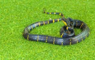 Kind wird von giftschlange gebissen!!!! Giftig, giftschlange, reptilisch | Stockfoto | Colourbox