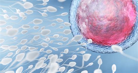 New Sperm Sorting Device May Boost Ivf Success