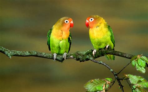 Hd Love Birds Wallpapers 1080p