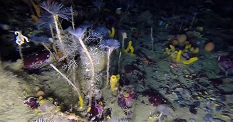 Incredible Rare Footage Of Marine Life Beneath The