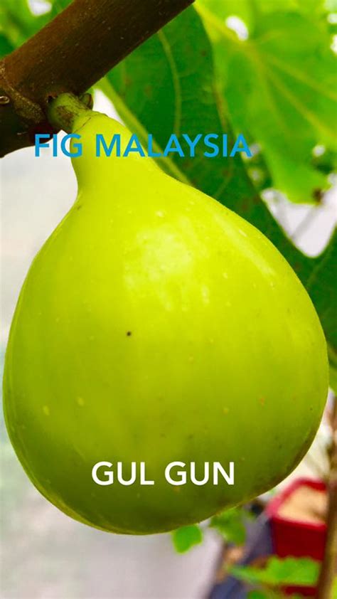 Kayak gini nih tinggal 3 pack lagi aja yaa. Variasi pokok buah tin Gul Gun | Tanaman Pokok Buah Tin