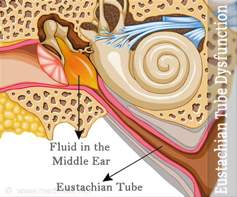 Parts Of The Inner Ear