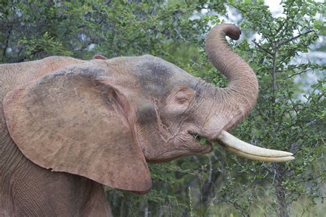 File2012 Kruger Albino Elephant Wikimedia Commons