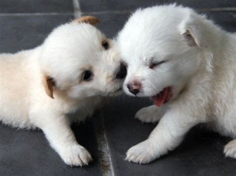 Puppy Love Cuteness Overflow