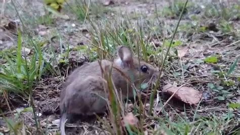 Cat Chases Mouse High Quality Hd Youtube